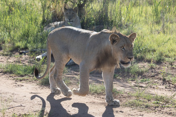 Lion Africa 