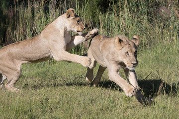 Fototapeta na wymiar Lion Africa 