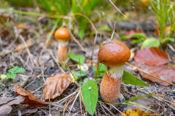Larch bolete - a common wild mushroom growing in dry forests
