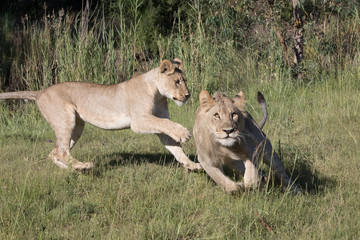 Obraz na płótnie Canvas Lion Africa 