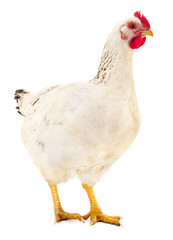 White hen isolated.