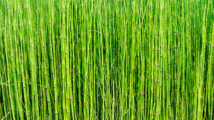 Marsh small plants of Horsetail as texture and background
