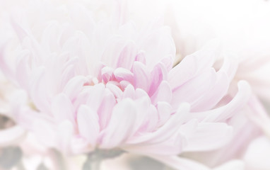 Beautiful pink chrysanthemum petals close up in soft focus