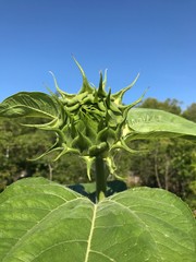 Obraz premium Подсолнечник зреет