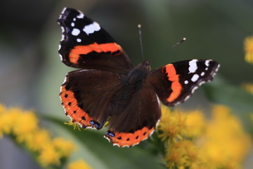 Бабочка Адмирал