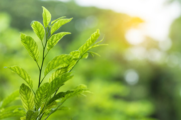 Closeup of nature leaves green blur. In the spring Under the morning light. Use as background and wallpapers.