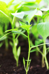 Green pepper sprout grown from seed at home close-up in sunlight.