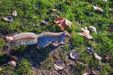 A squirrel in hyde park looking for food