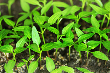 Green shoots of pepper grown from seeds at home.