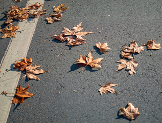 Dry maple leaves on the path inside hyde park