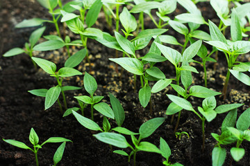Pepper sprouts.