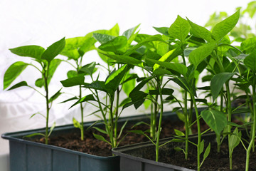 Seedlings of peppers in boxes.
