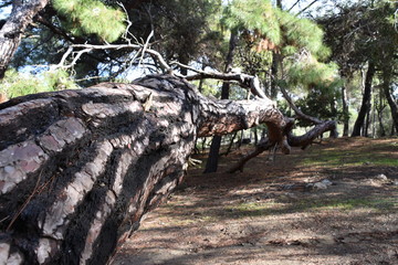 Horizontal Tree Trunk, Adonis Trail, Cyprus