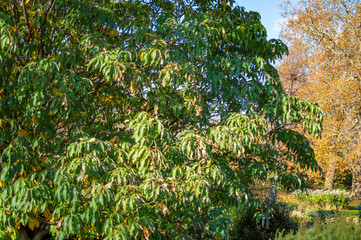 Fototapeta na wymiar A green tree with long leaves in london