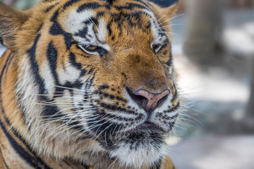 Wild Bengal Tiger face and eyes closeup