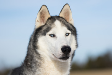 Husky With Beautiful Blue Eyes Against A Blue Sky