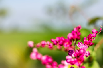 Pink flowers,Mexican ivy trees,coral vines,bee bushes or vines