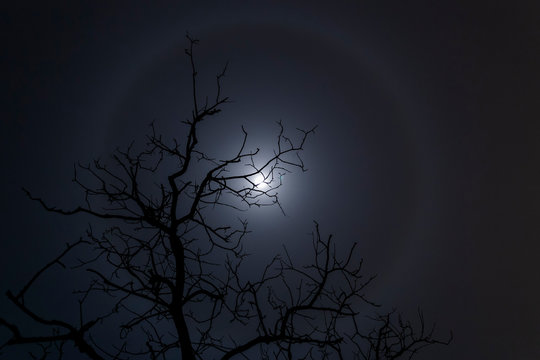 Moon halo and tree silhouette