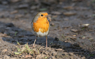 A pretty Robin (Erithacus rubecula) with nesting material in its beak.