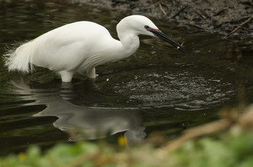 A Little Egret (Egretta garzetta) with a small fish in its beak which it has just caught and is about to eat.