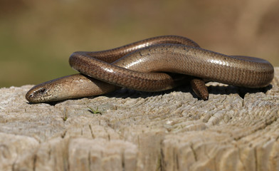 A Slow-worm (Anguis fragilis) sunning itself on an old log.