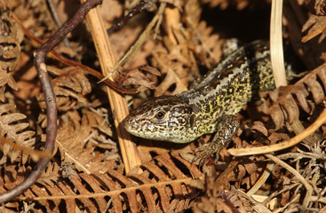 A rare Sand Lizard (Lacerta agilis) sunning itself in the undergrowth.