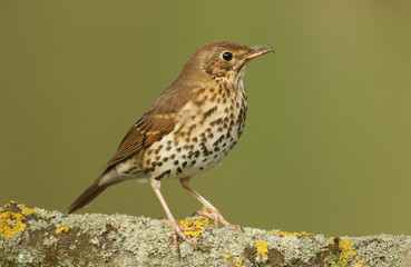 A beautiful Song Thrush (Turdus philomelos) perched on a branch covered in lichen singing.