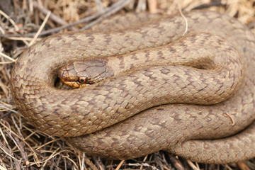 A rare Smooth Snake (Coronella austriaca) coiled up in the undergrowth. A non-venomous snake and is exceptionally rare in the British Isles.