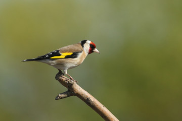A pretty Goldfinch (Carduelis carduelis) perched on a branch.