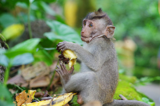 A slim monkey in jungle  is holding banana and looking to the camera