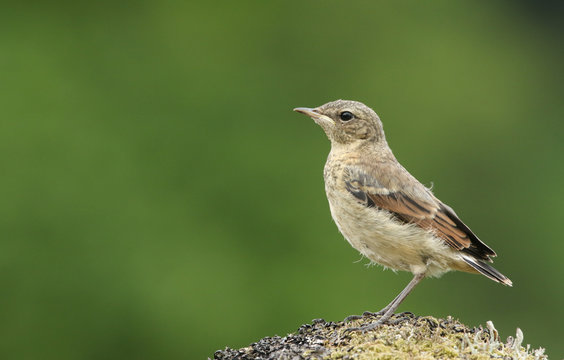 A cute baby Wheatear (Oenanthe oenanthe) perched on a mossy rock.	