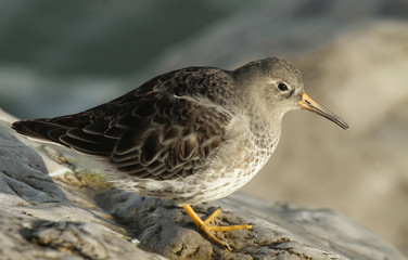 A stunning Purple Sandpiper (Calidris maritima) resting on a rock on the shoreline at high tide. A winter visiting bird to the U.K.