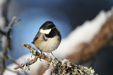 A cute Coal Tit (Periparus ater) perched on a branch covered in lichen and a covering of snow.	