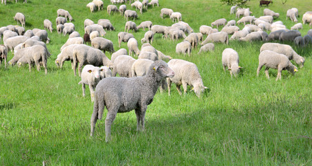 Obraz na płótnie Canvas sheep in livestock grazing in alpine meadow 
