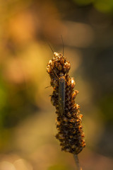 Caddis fly
