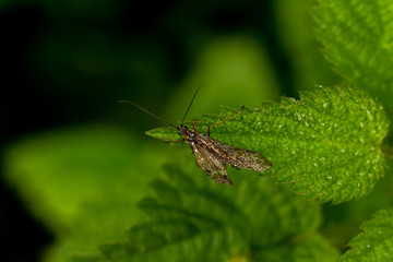 Caddis fly
