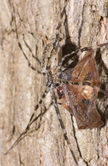 little Spider in macro view, the macro of animal, inscet in wildlife