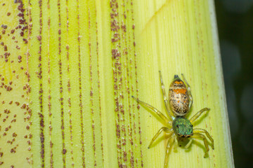 little Spider in macro view, the macro of animal, inscet in wildlife