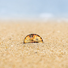 Old rusty coin at the beach