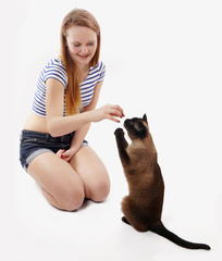 siamese cat sitting up and begging girl for a treat                               