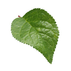 green plum leaf isolated on white background.