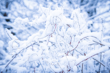 beautiful plant under snow in park background
