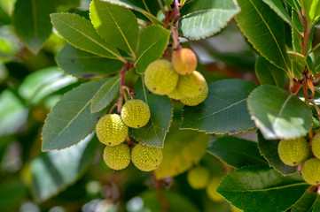 Arbutus unedo evergreen strawberry tree with yellow green unripened fruits, branches with green leaves