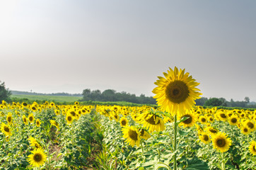 field of sunflowers