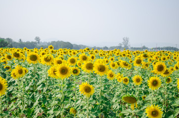 sunflower field of sunflowers