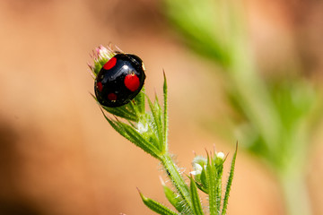 Black Ladybird