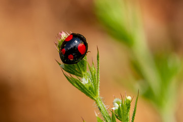 Black Ladybird