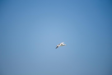 Fototapeta na wymiar Seagulls in the sea