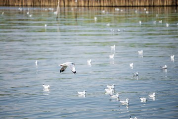 Seagulls in the sea