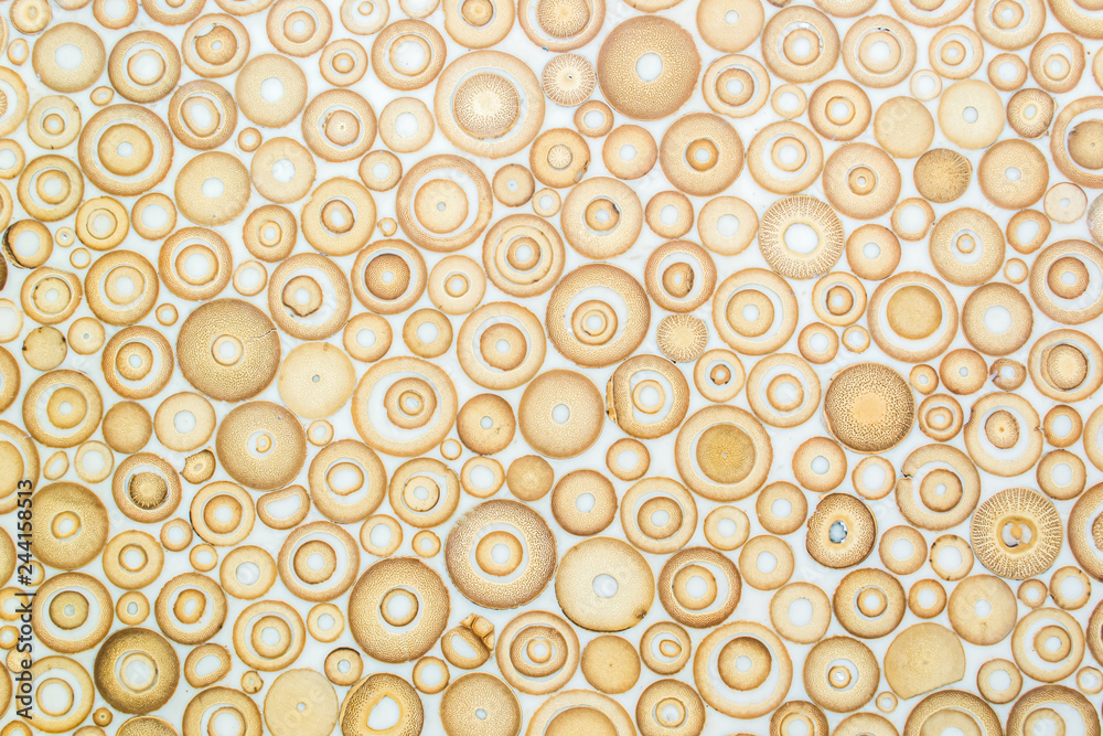Wall mural exotic texture pattern of bamboo cross section filled with hardening enamel